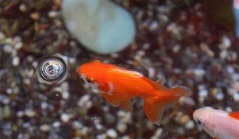 金魚水溫太高|夏季養金魚 控制水溫防缺氧